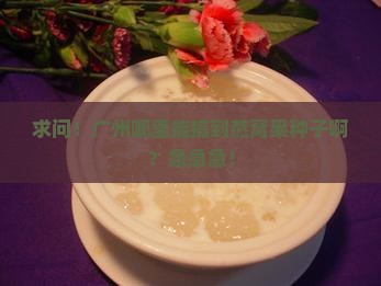 广州哪里有卖燕窝果种子