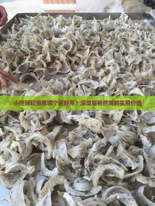 小燕窝和爸爸哪个好用