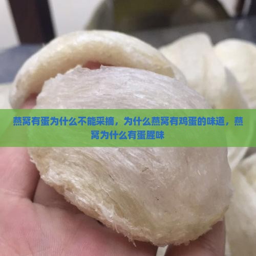 燕窝有蛋为什么不能采摘