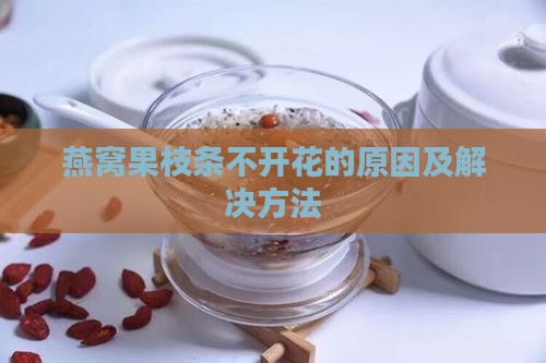 燕窝果枝条不开花的原因及解决方法