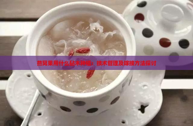 燕窝果用什么砧木种植：技术管理及嫁接方法探讨