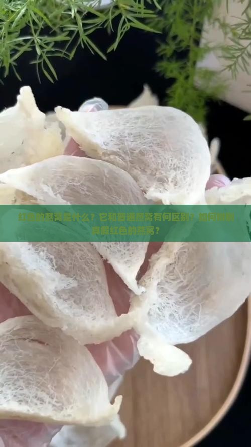 红色的燕窝叫什么名字