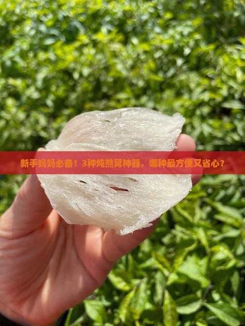 炖燕窝专用容器有哪些