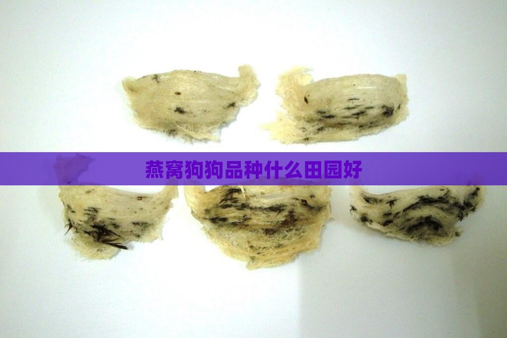 竹燕窝什么狗狗品种好