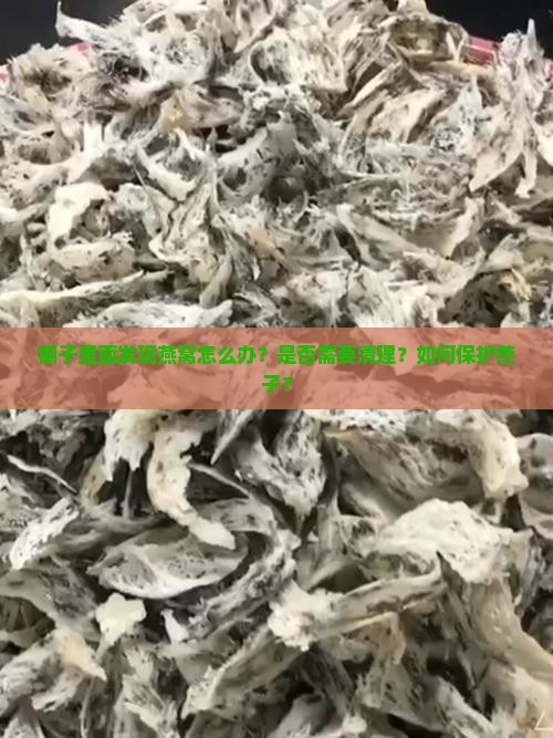棚子里面有燕窝怎么办