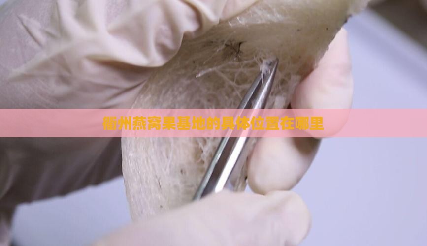 衢州燕窝果基地在哪里呀