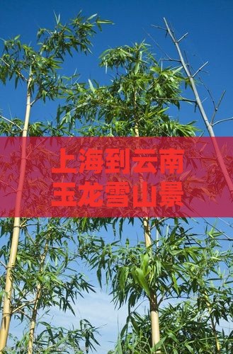 上海到云南玉龙雪山景点交通路线及旅游攻略