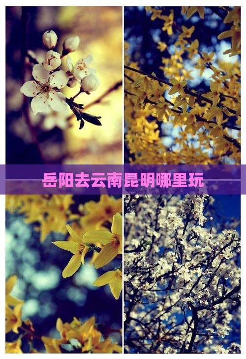 岳阳去云南昆明哪里玩