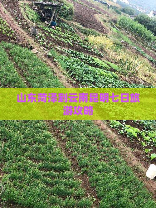 山东菏泽到云南昆明七日旅游攻略