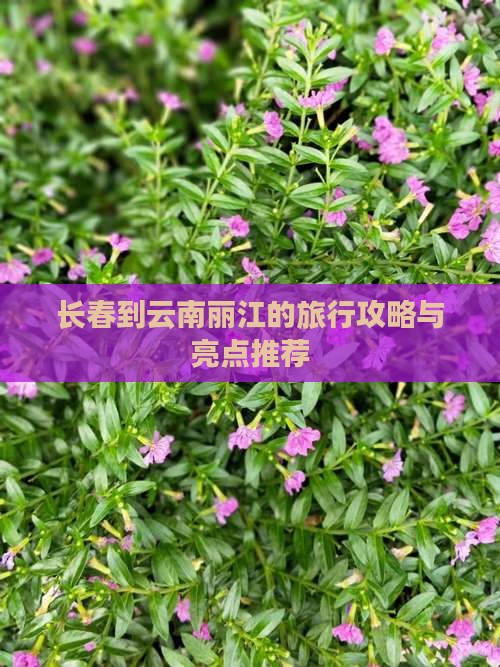 长春到云南丽江的旅行攻略与亮点推荐