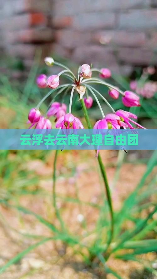 云浮去云南大理自由团