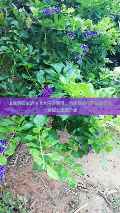 诸城到云南泸沽湖六日游费用、路线及旅行团信息汇总，全程公里数介绍