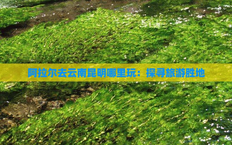 阿拉尔去云南昆明哪里玩：探寻旅游胜地