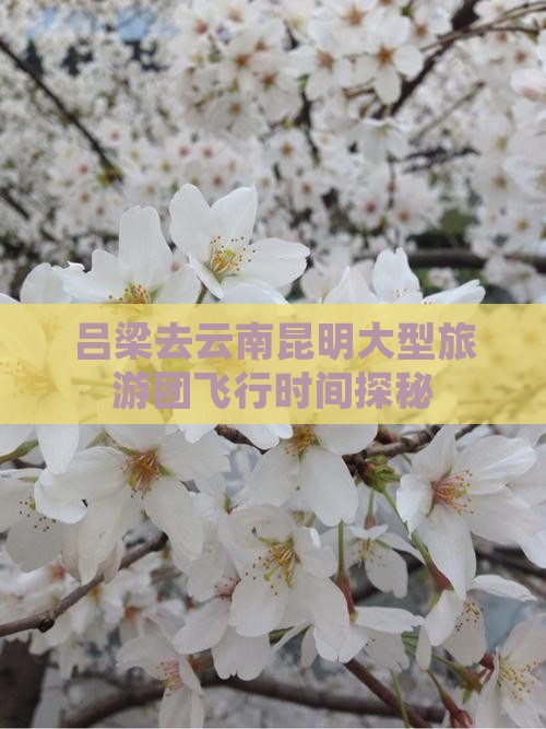 吕梁去云南昆明大型旅游团飞行时间探秘