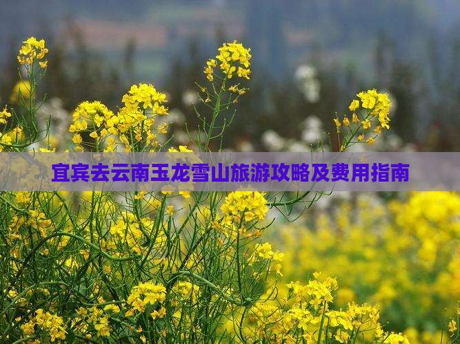 宜宾去云南玉龙雪山旅游攻略及费用指南
