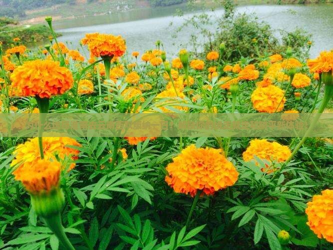 淮南去云南西双版纳一日