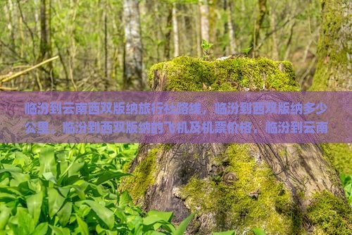 临汾到云南西双版纳旅行社
