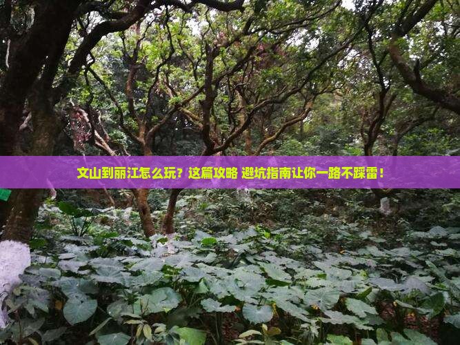 文山到云南丽江旅游