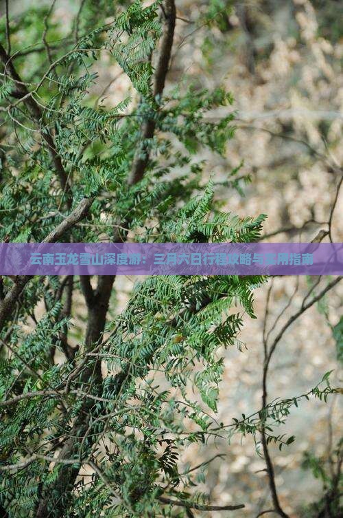 云南玉龙雪山深度游：三月六日行程攻略与实用指南