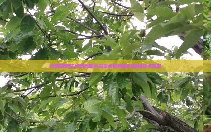 云南旅游|焦作到昆明必去景点推荐|旅行路线景点攻略