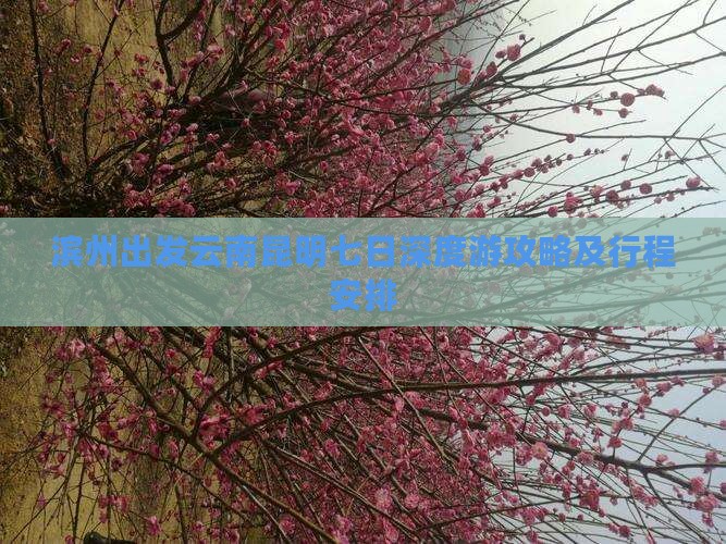 滨州出发云南昆明七日深度游攻略及行程安排