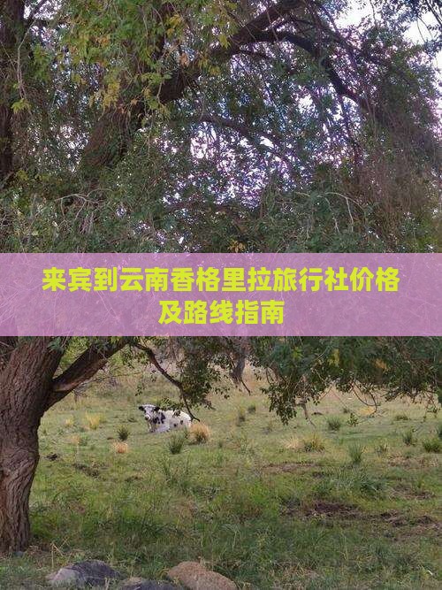 来宾到云南香格里拉旅行社价格及路线指南