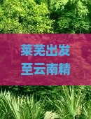 莱芜出发至云南精华三日游攻略：行程规划与必游景点指南