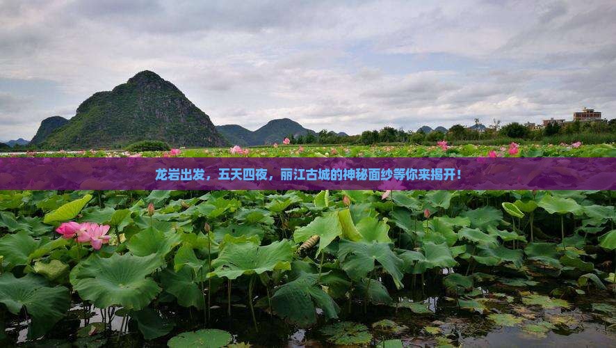 龙岩到云南丽江五日游