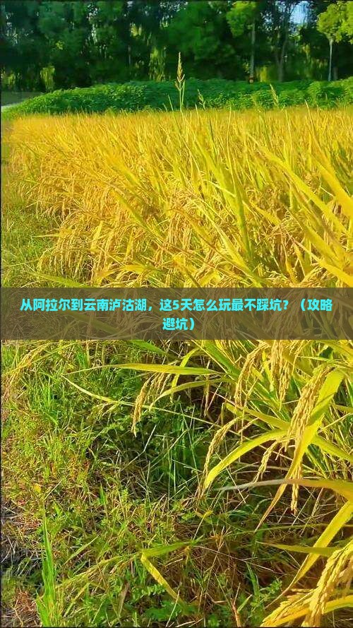阿拉尔去云南泸沽湖旅游
