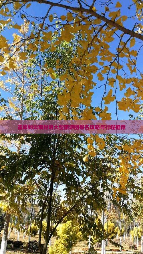 霍邱到云南昆明大型旅游团报名攻略与行程推荐