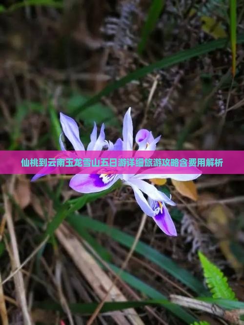 仙桃到云南玉龙雪山五日游详细旅游攻略含费用解析