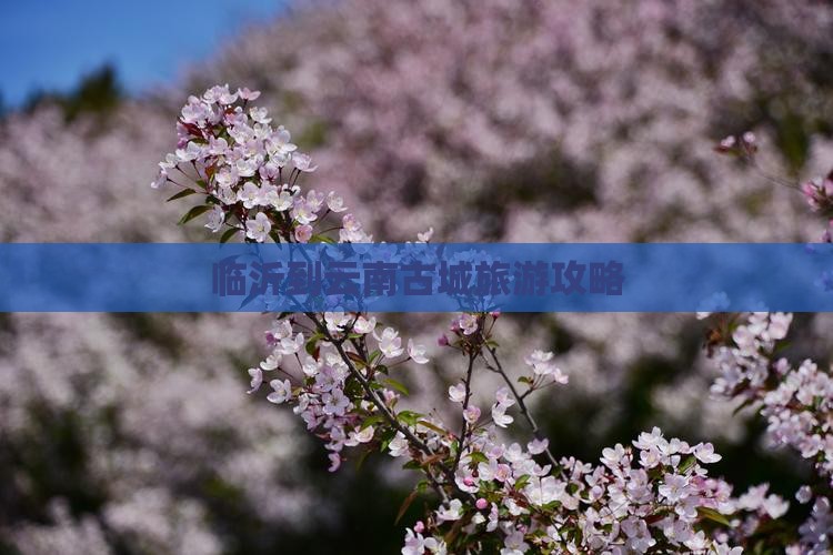 临沂到云南古城旅游攻略