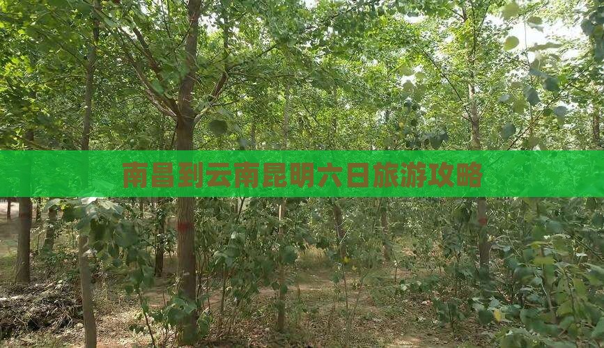 南昌到云南昆明六日旅游攻略