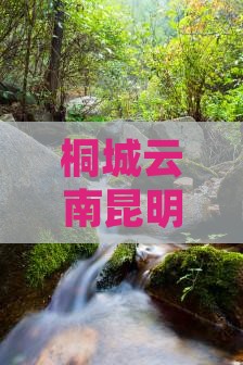 桐城云南昆明二日风情之旅