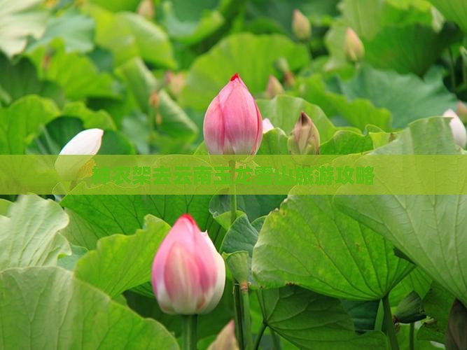 神农架去云南玉龙雪山旅游攻略