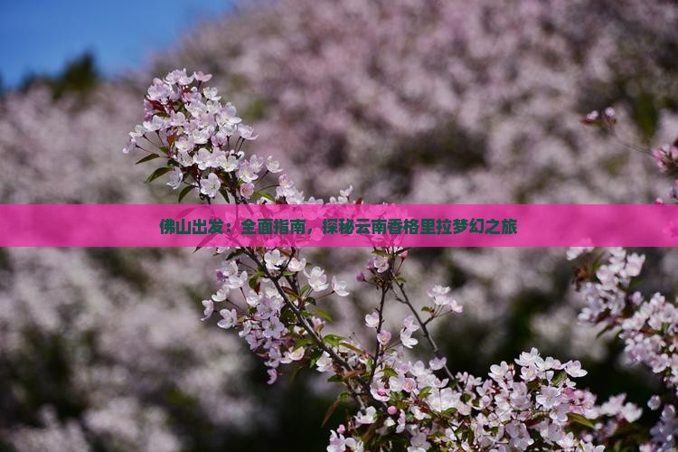 佛山出发：全面指南，探秘云南香格里拉梦幻之旅