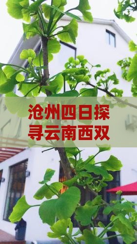 沧州四日探寻云南西双版纳风情之旅