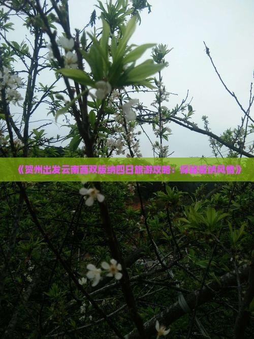 《贺州出发云南西双版纳四日旅游攻略：探秘版纳风情》