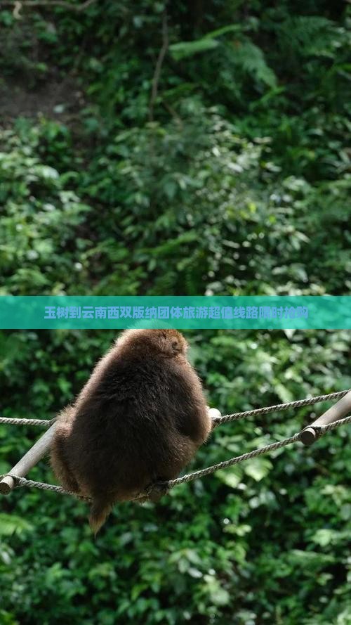 玉树到云南西双版纳团体旅游