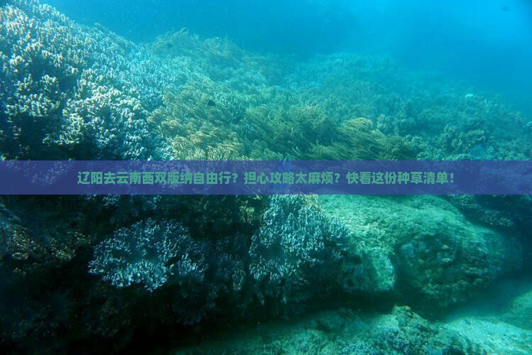 辽阳去云南西双版纳自由行？担心攻略太麻烦？快看这份种草清单！