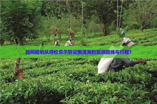 如何规划从呼伦贝尔到云南洱海的旅游路线与行程？