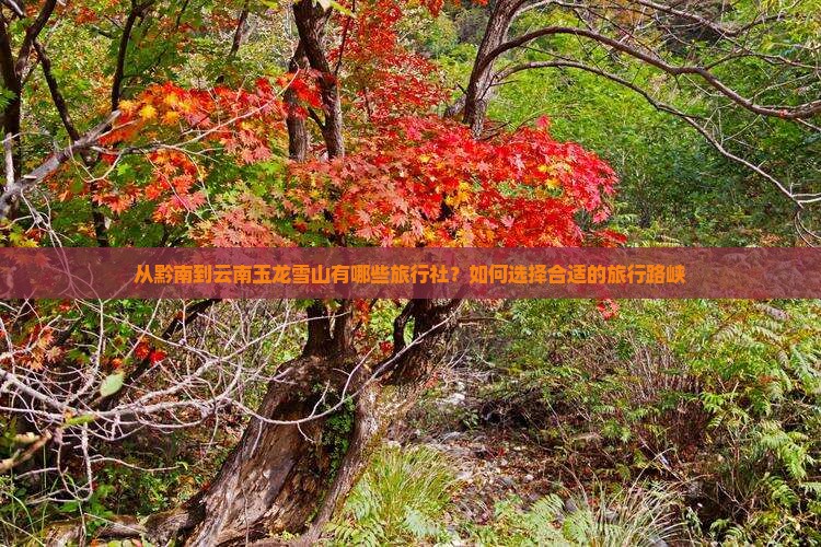 从黔南到云南玉龙雪山有哪些旅行社？如何选择合适的旅行路峡