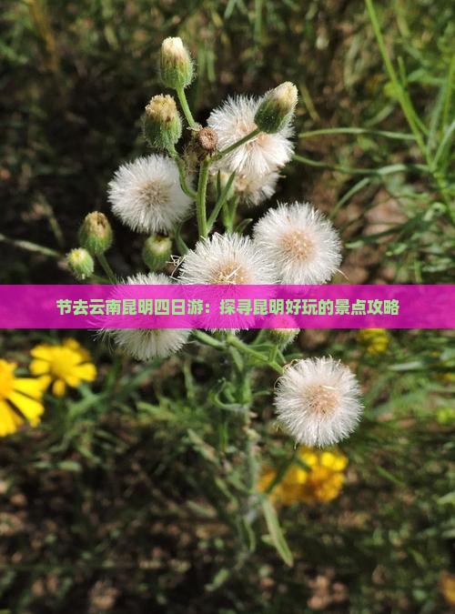 节去云南昆明四日游：探寻昆明好玩的景点攻略