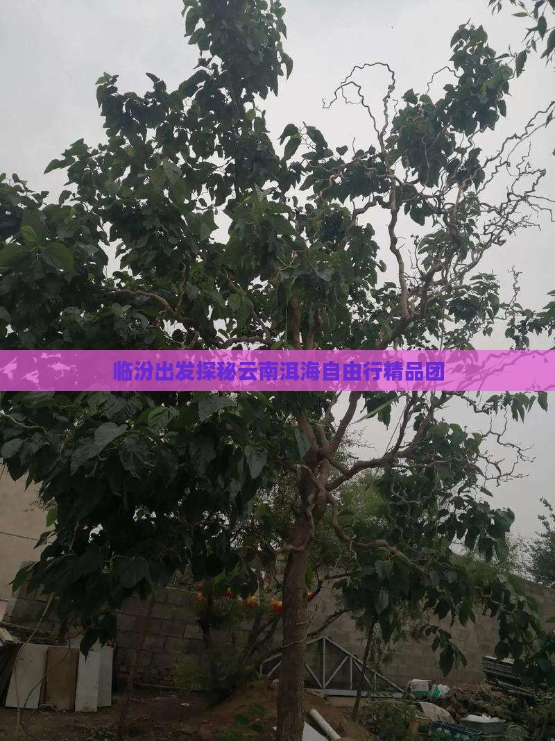 临汾出发探秘云南洱海自由行精品团