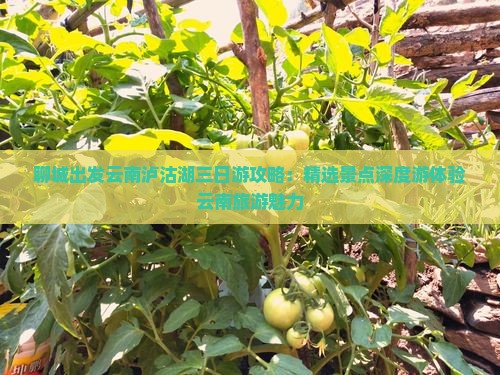 聊城出发云南泸沽湖三日游攻略：精选景点深度游体验云南旅游魅力