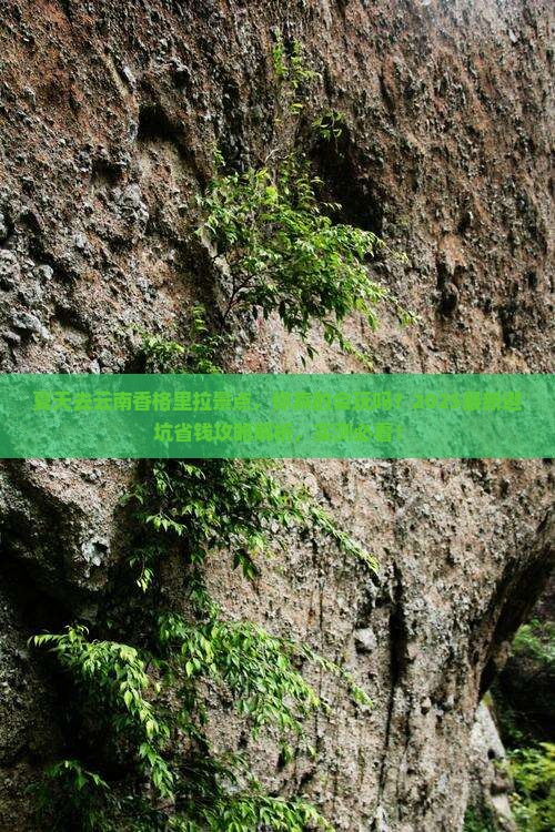 夏天去云南香格里拉景点