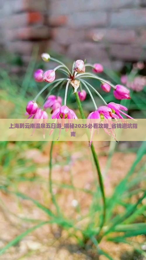 上海到云南温泉五日游