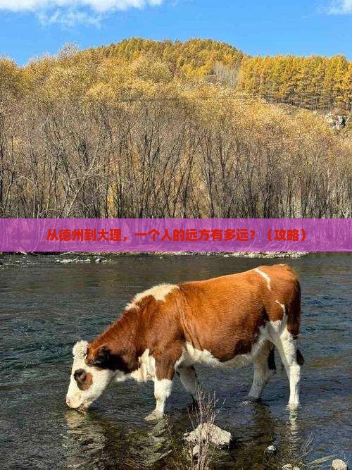 德州去云南大理个人游
