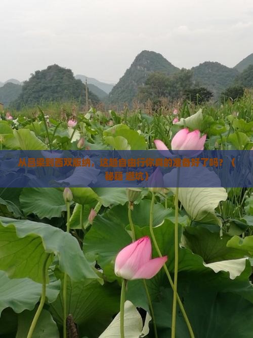 吕梁去云南西双版纳自由行