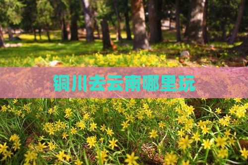 铜川去云南哪里玩